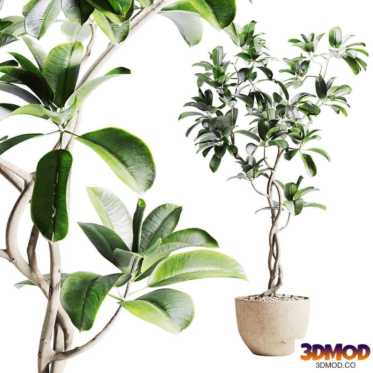 ficus plant in pot