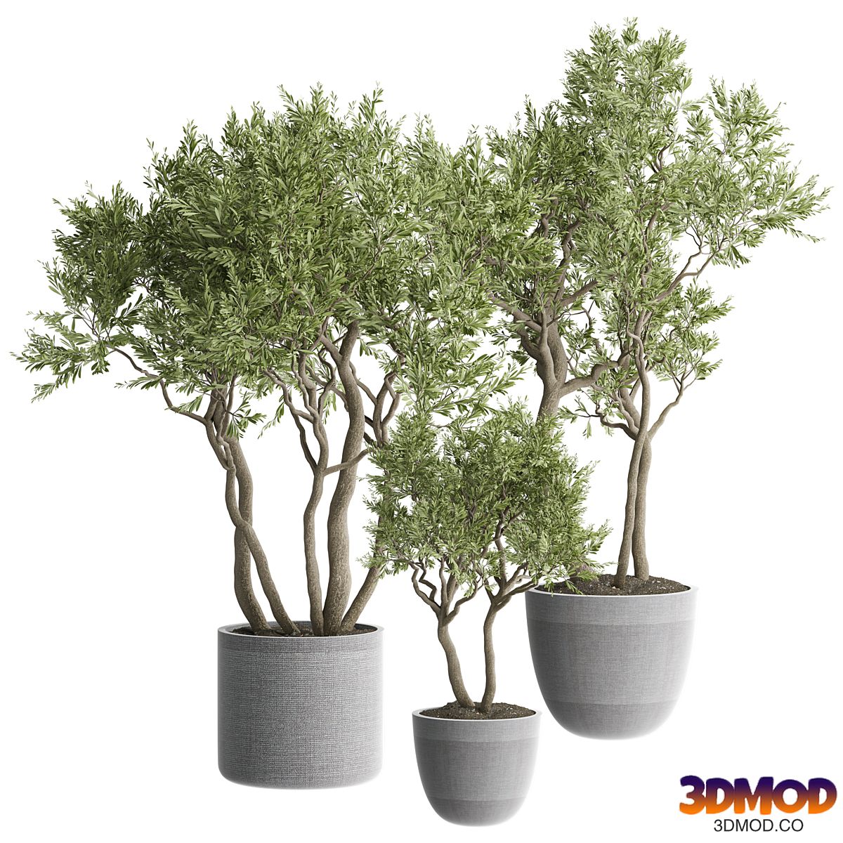 indoor Plant 645