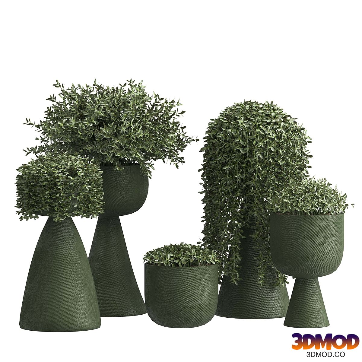 Indoor plant 032