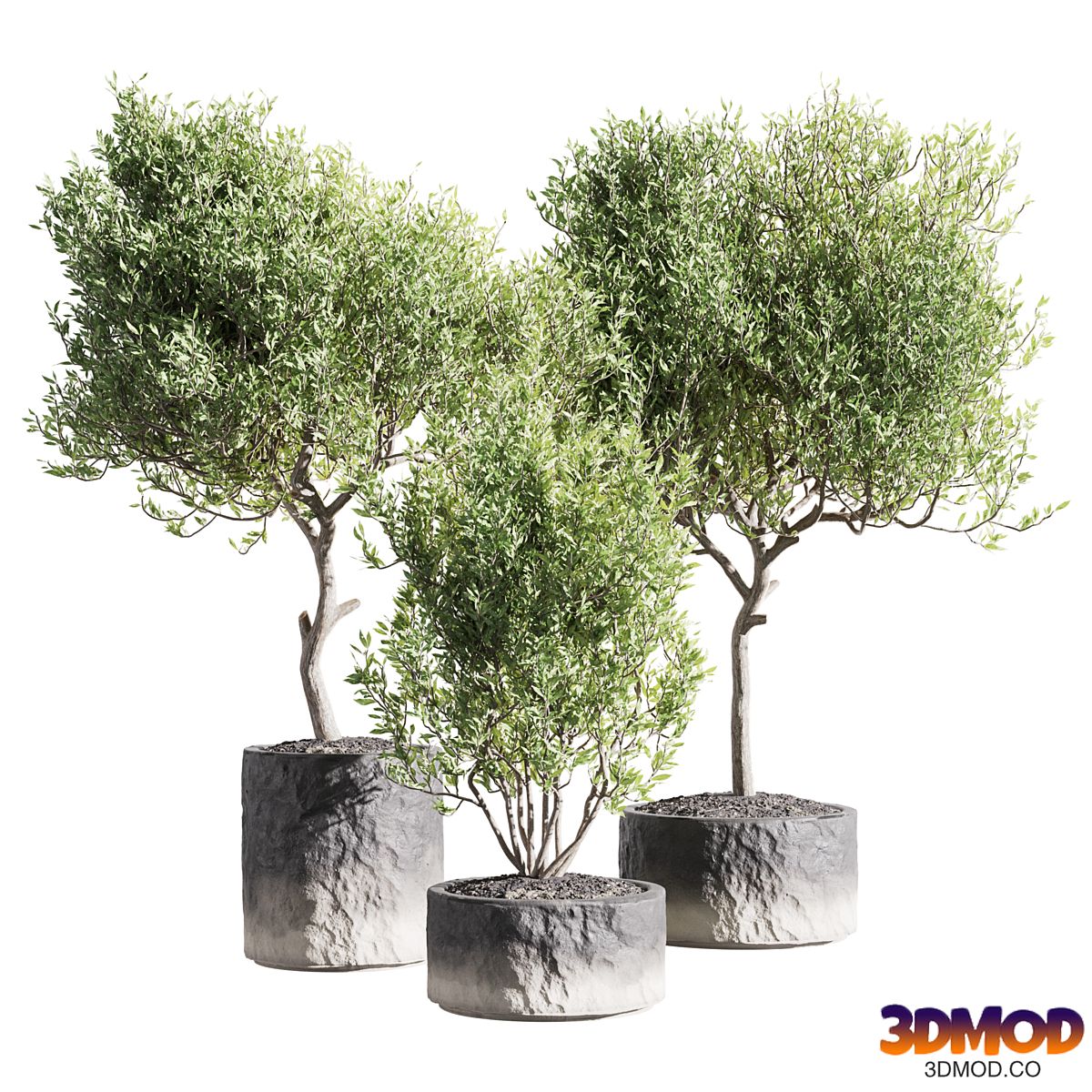 Set of indoor living plants in pots 34