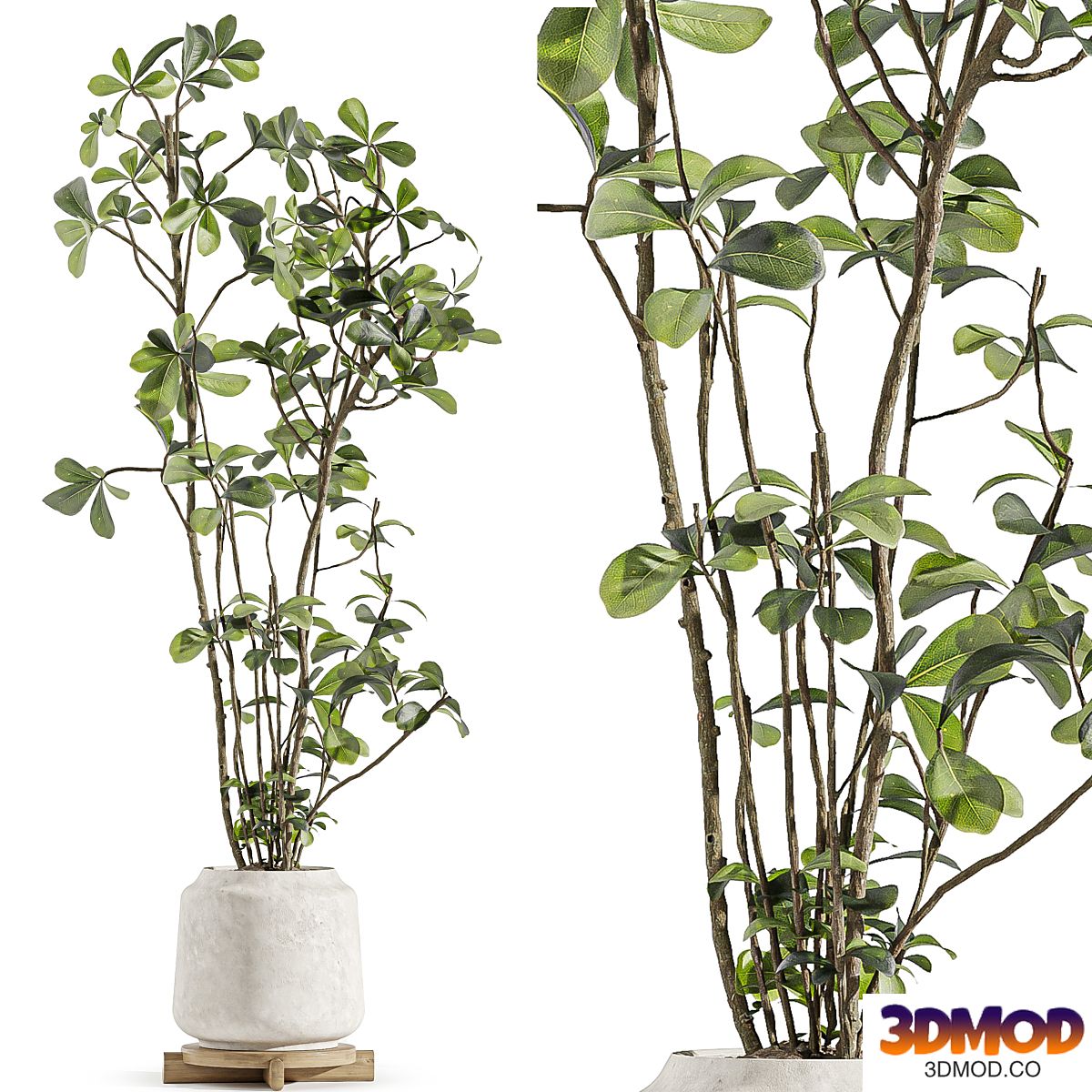 Indoor Plant Set 173