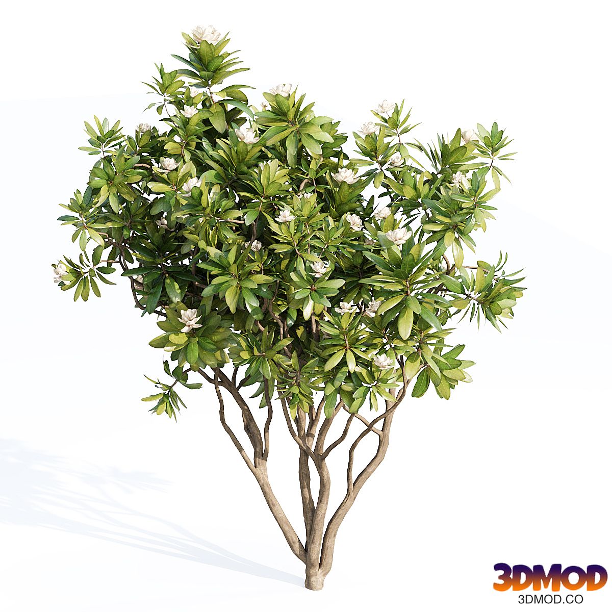 Tree Set 05-Magnolia Grandiflora