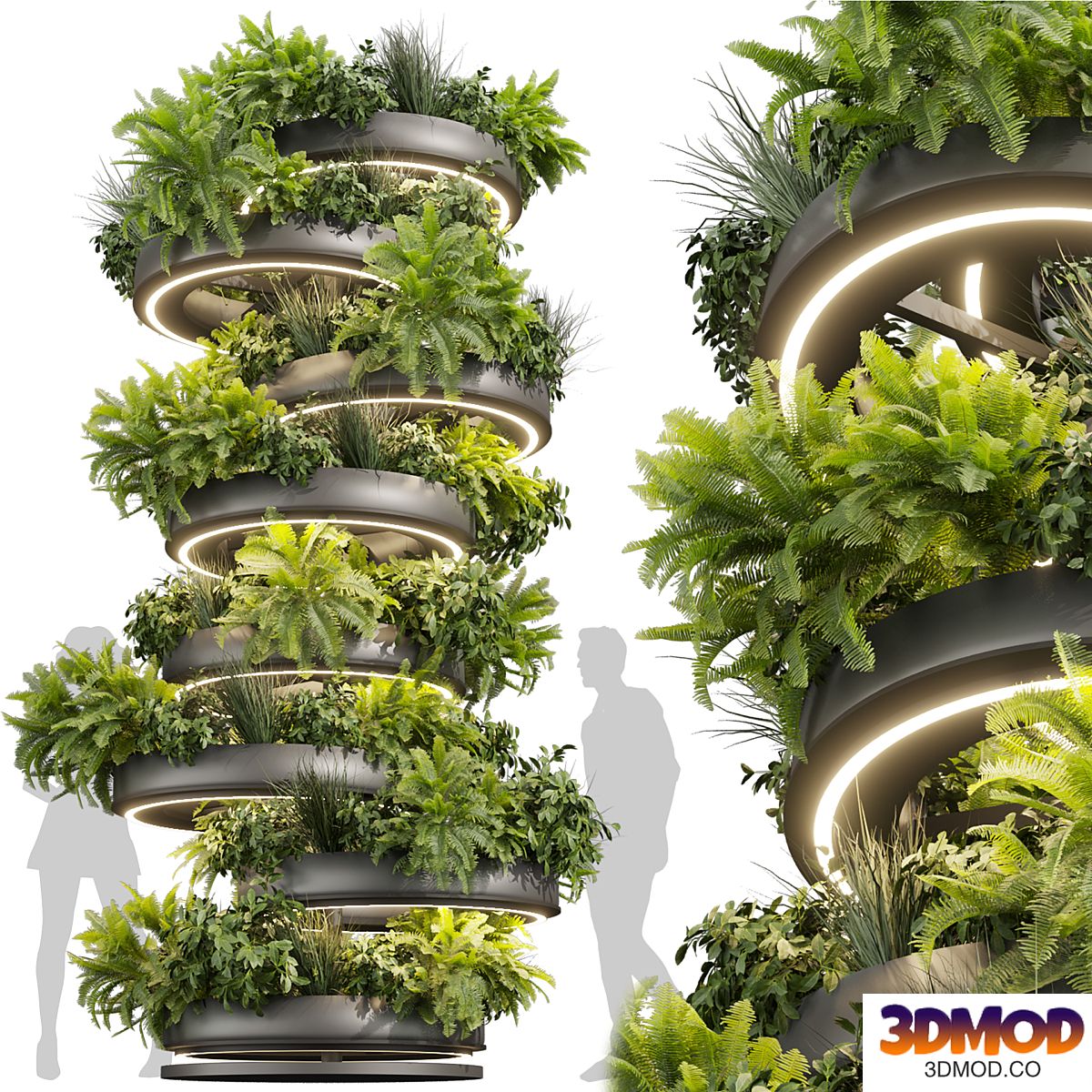 Collection Plant Vol 633 - Lady Ferns - ampelous - column - fitowall - Bush