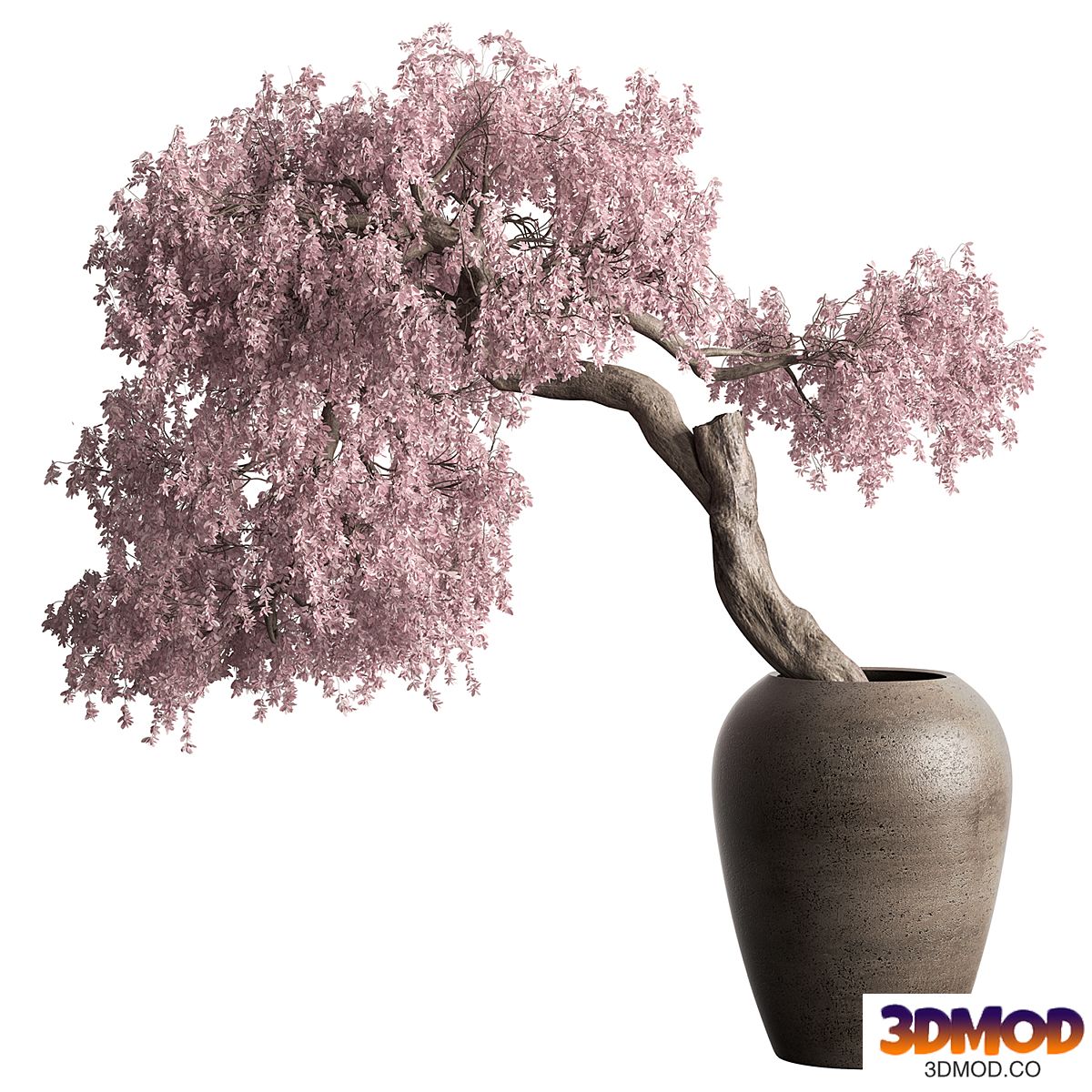 Indoor Plant 217 - Bonsai Plant