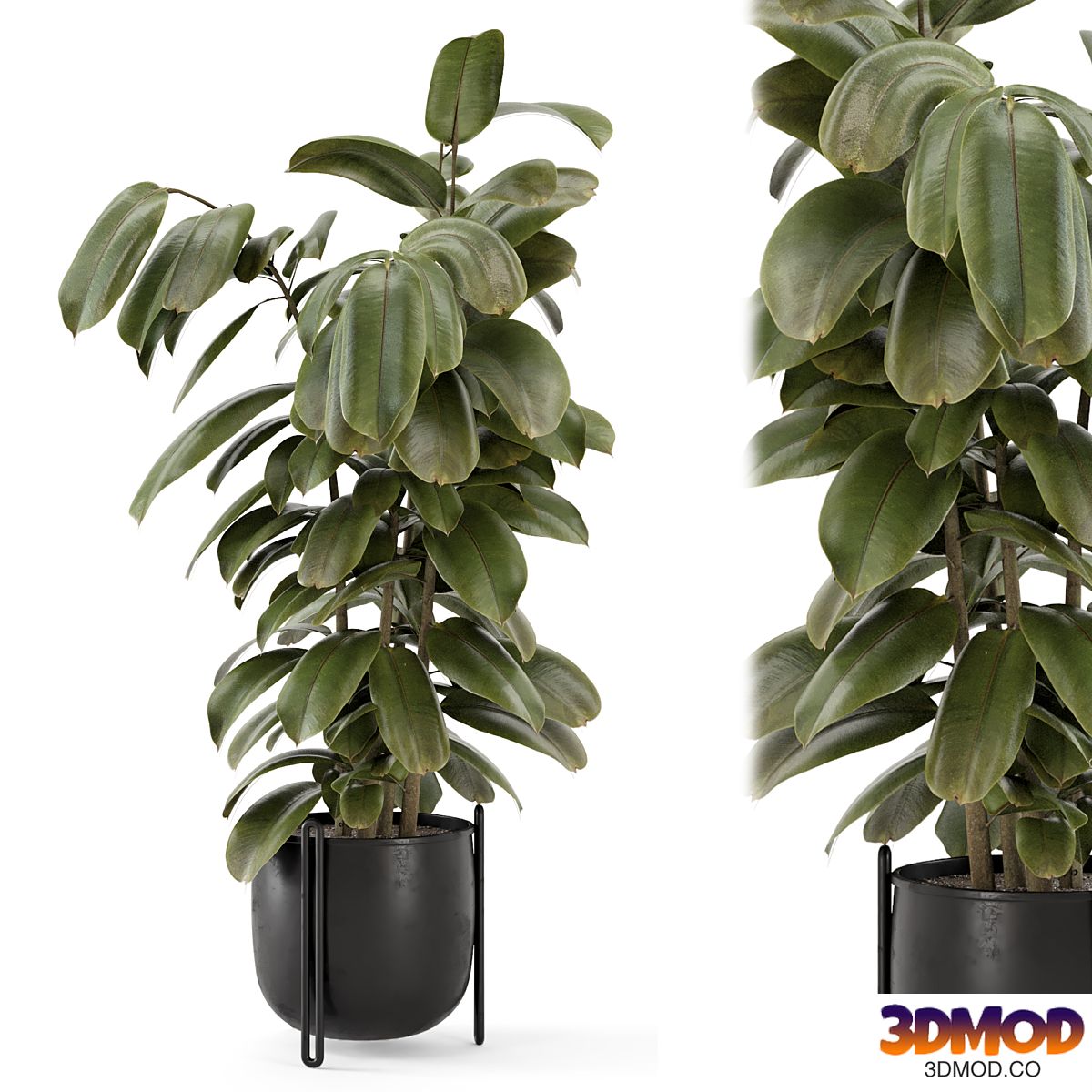 Indoor Ficus Plant Metal Pot_Set 3576