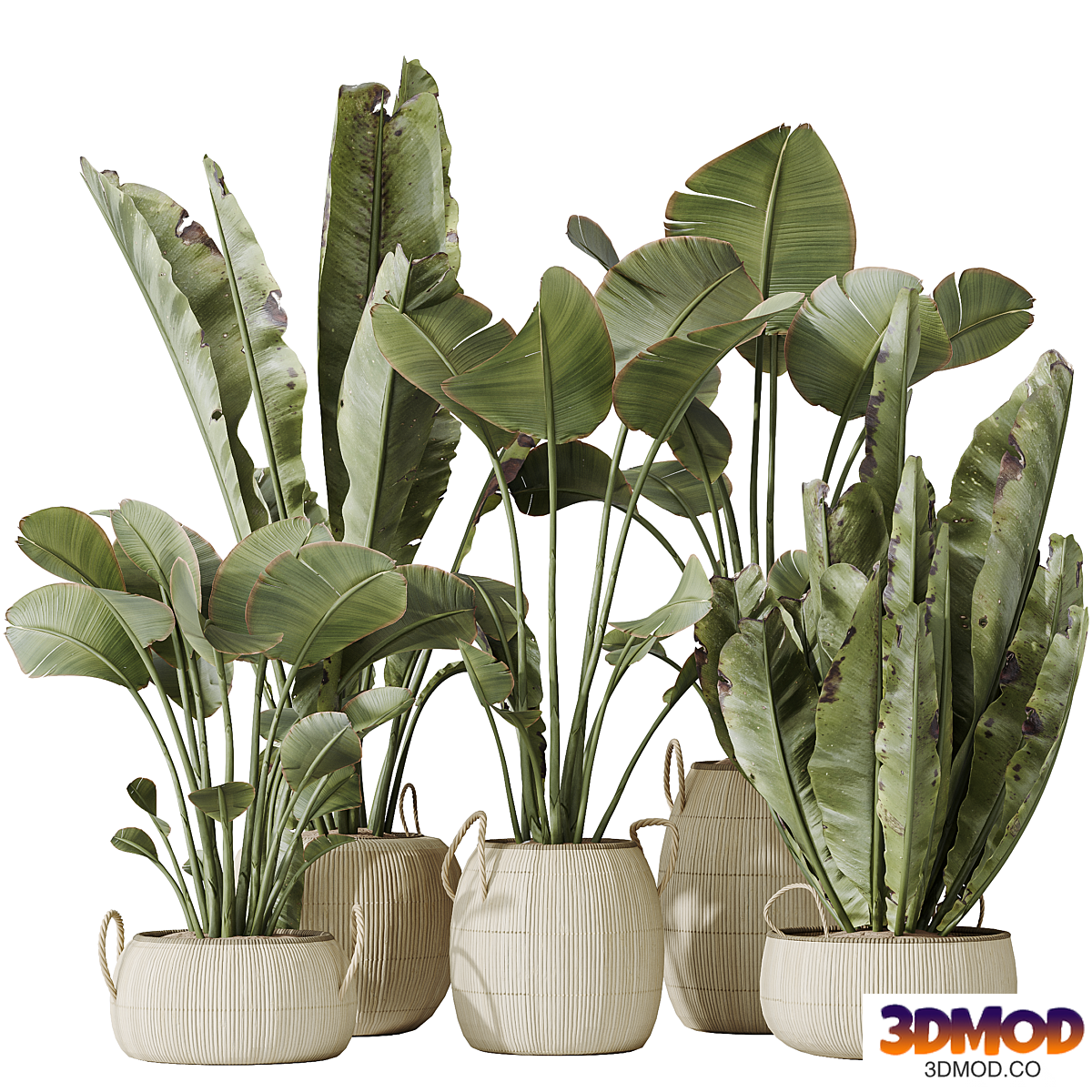 Indoor plants set 130 Ravenala Banana Strelitzia Nicolai Bird Of Paradise