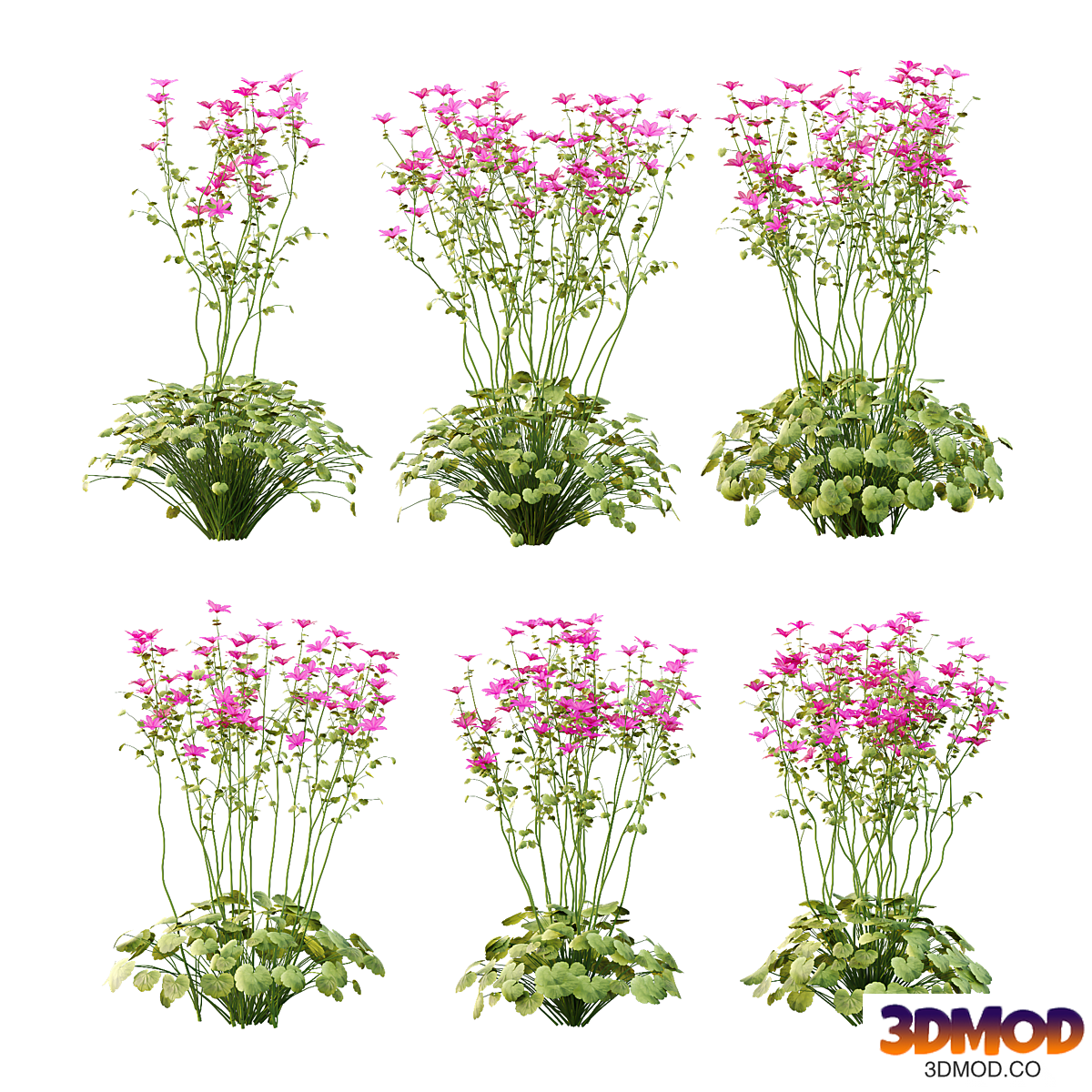 garden geranium plant 01