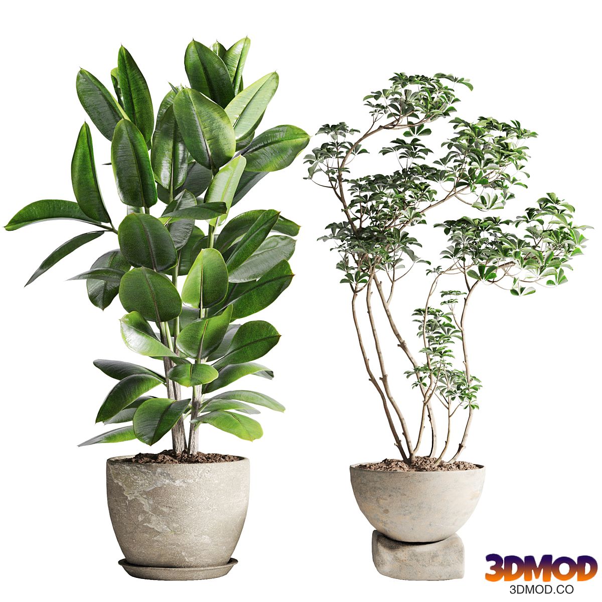Schefflera and Ficus Plants in Pot