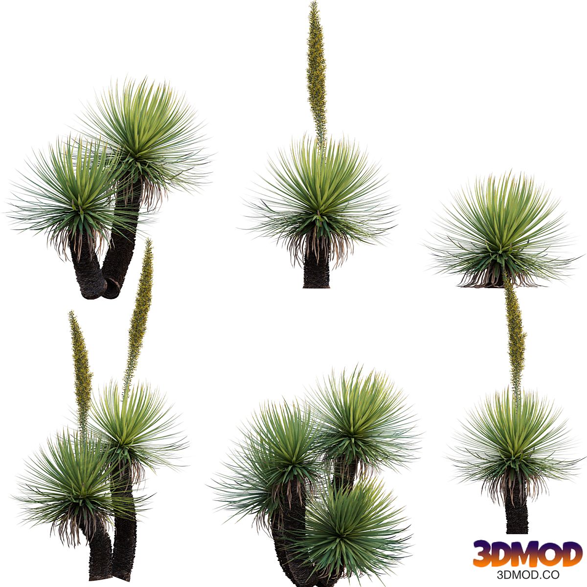 Dasylirion serratifolium - Desert Spoon