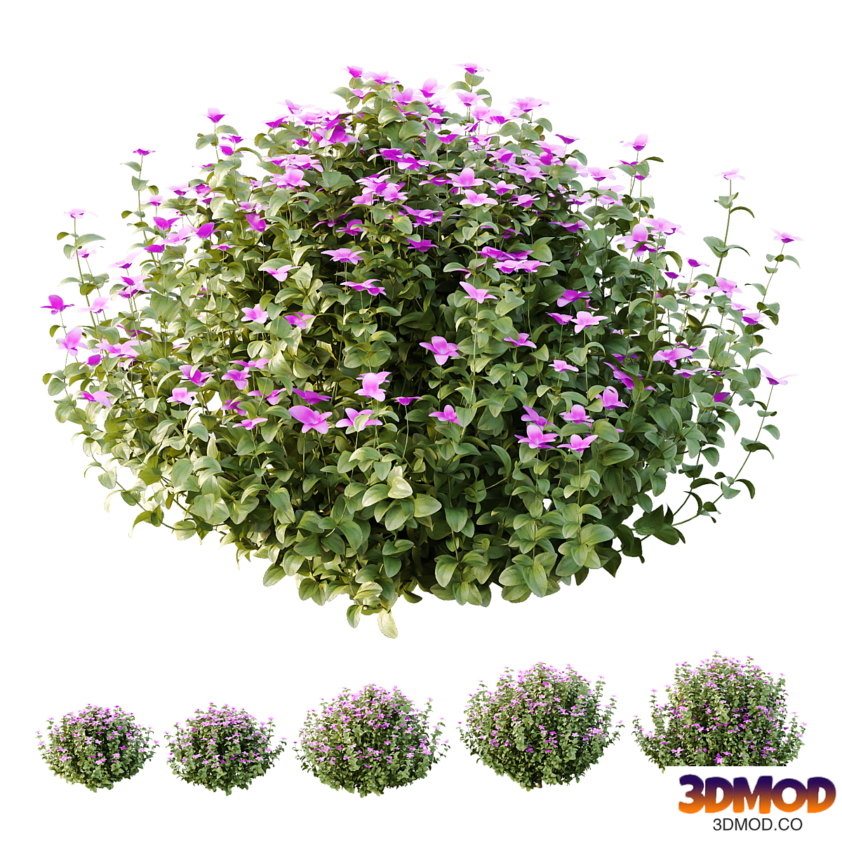 Tibouchina Semidecandra Bush 05