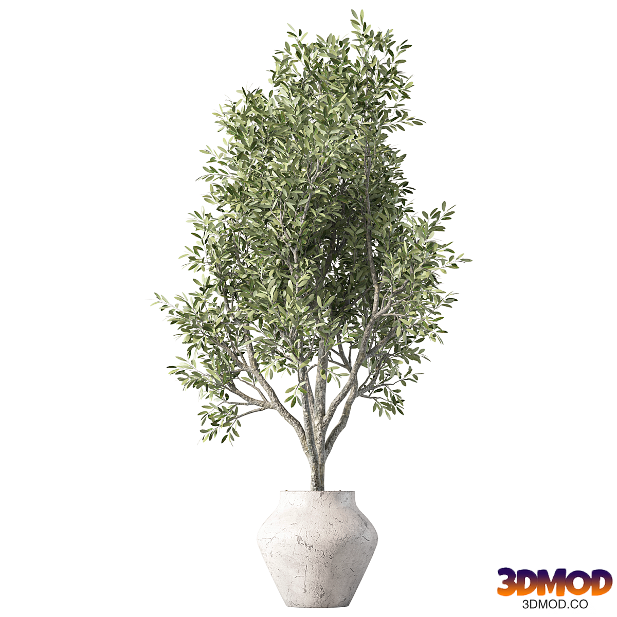 Olive Tree Plant Indoor Set.230