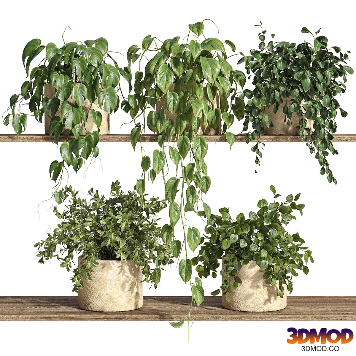 Plants on Shelf 32