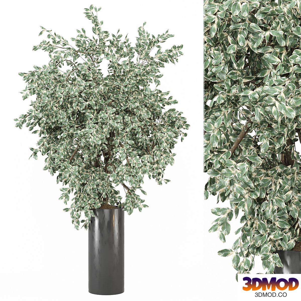 outdoor Plants Collection 1912