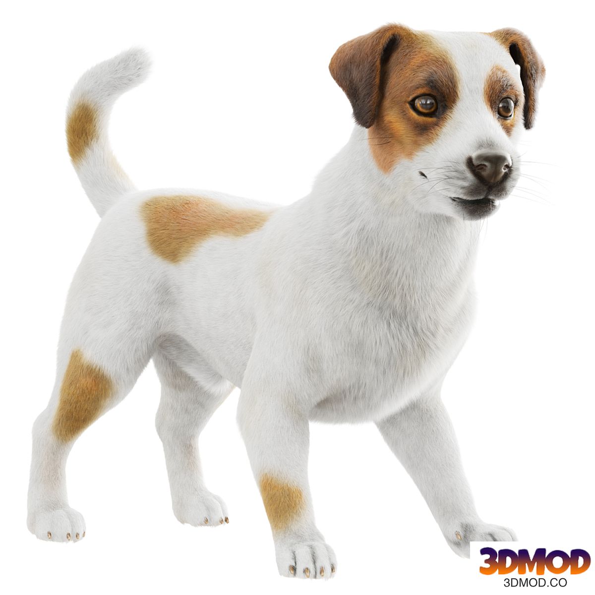 Jack Russell Terrier Dog