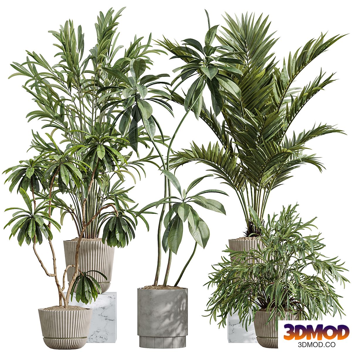 AV Indoor Plants Set 396 Dypsis Lutescens and Ficus Cyathistipula and Cyara Areca Palm