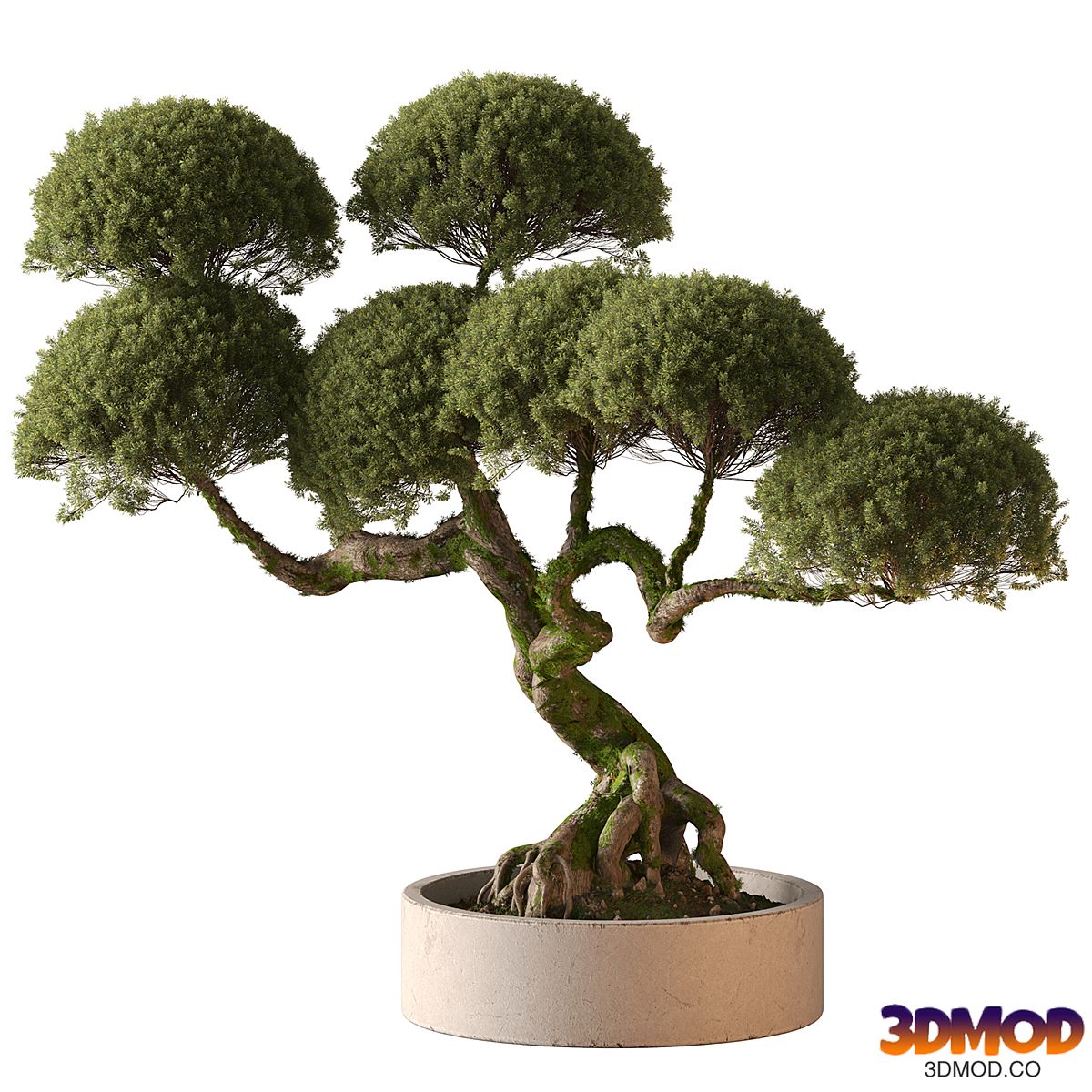 Indoor Plant 905 - Topiary Ball Bonsai
