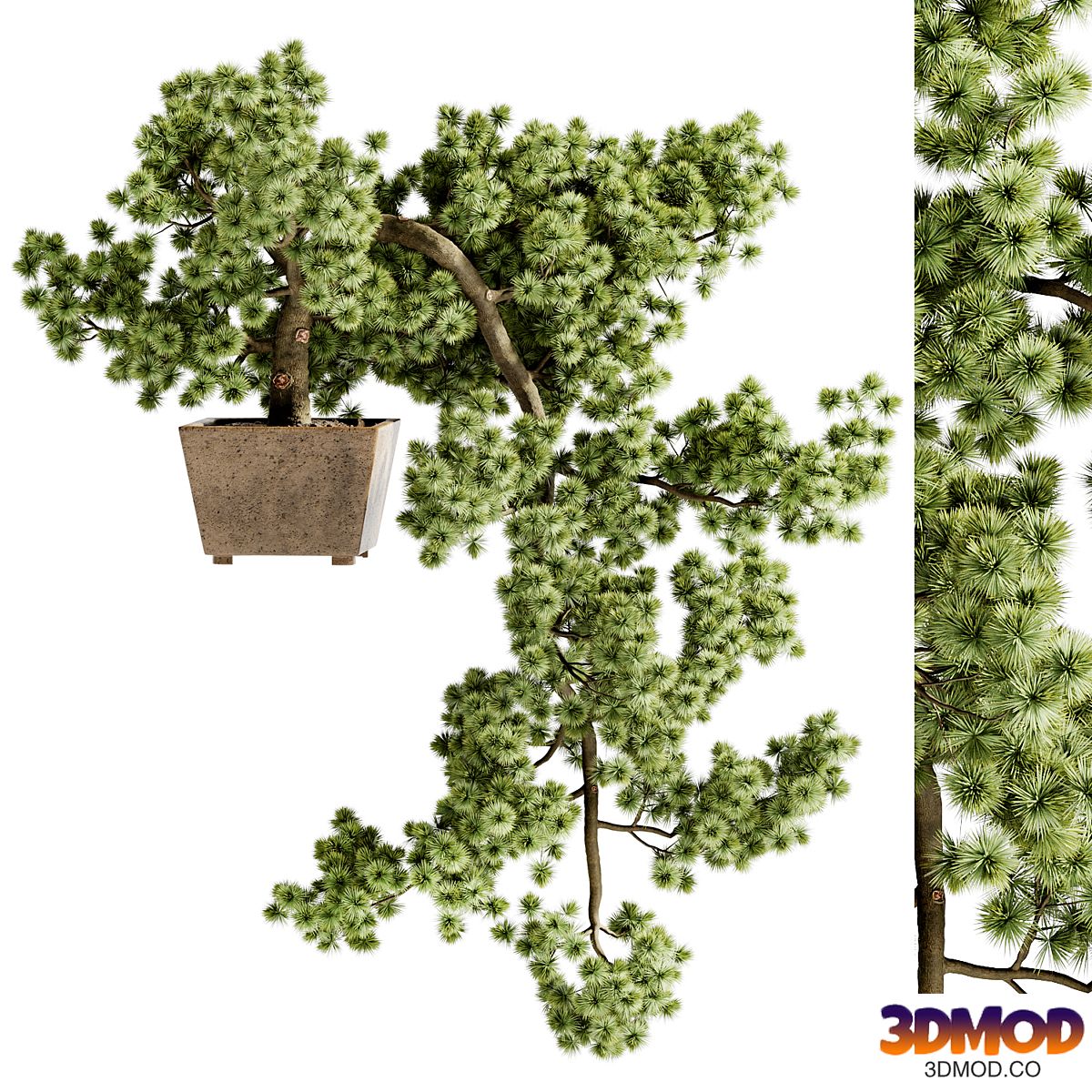 Indoor Bonsai Plants 77