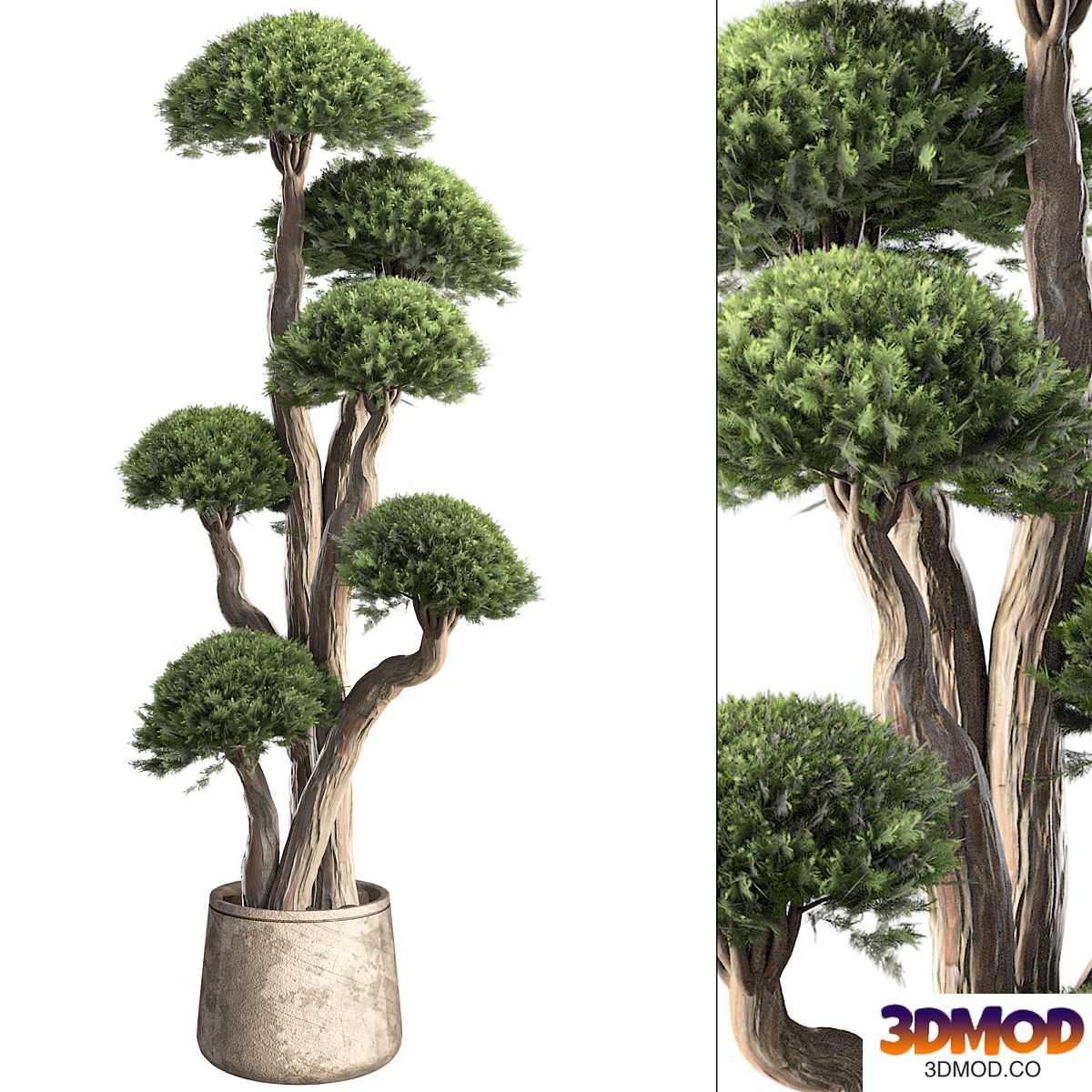 Indoor Topiary Ball Tree 389