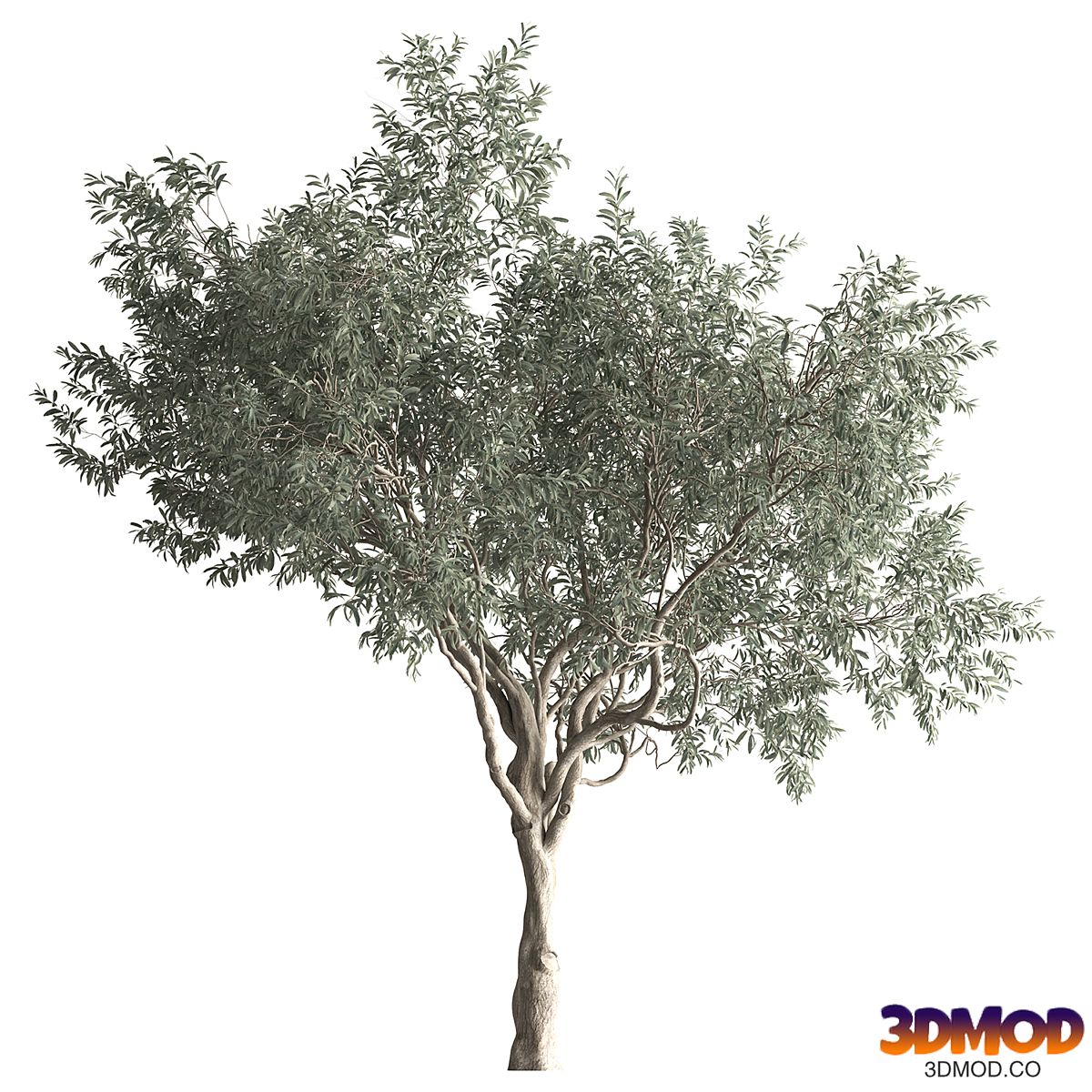 Olive Tree Set 411