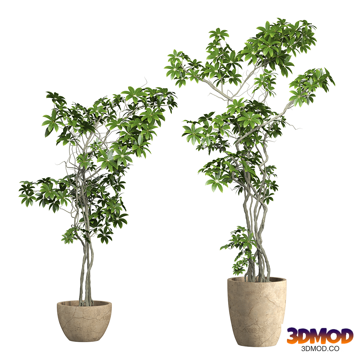 Indoor Plant 023 - Schefflera arboricola