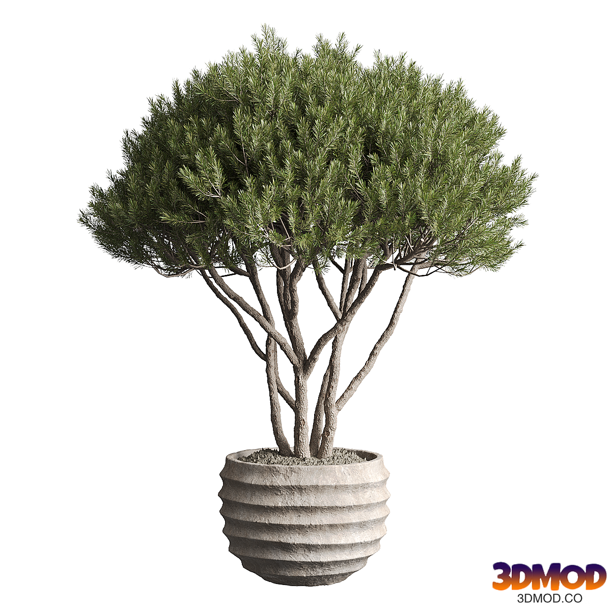 Outdoor plant 06 - Pine Tree in Pot